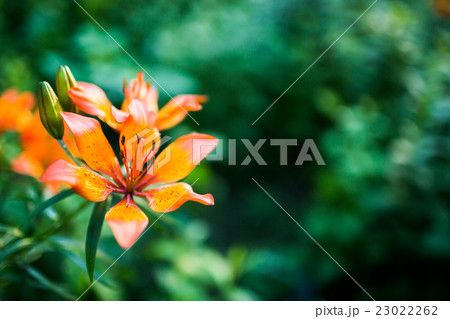 Orange lily martagon on green background Orange lily martagon on green background 23022262