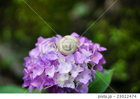 紫陽花の花とカタツムリ 23022474