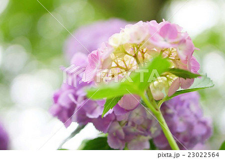 紫陽花の花と蜘蛛 23022564