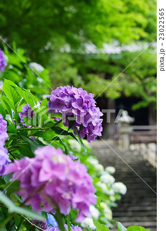 長谷寺の紫陽花 長谷寺の紫陽花 23022565