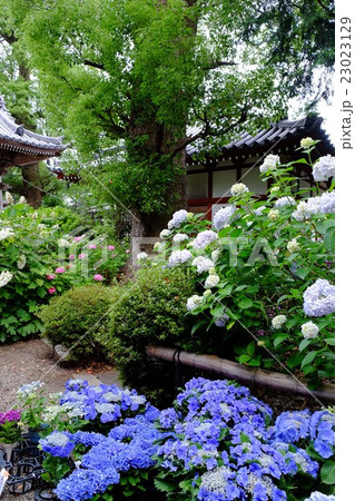 久米寺の紫陽花 23023129