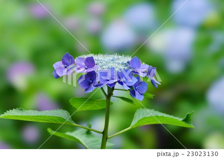 紫陽花の花 23023130
