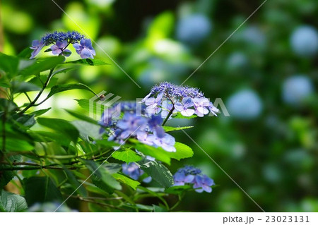 紫陽花の花 23023131