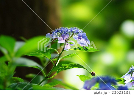 紫陽花の花 23023132