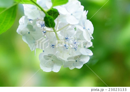 紫陽花の花 23023133