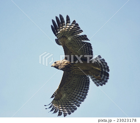Young Red Shouldered Hawk Young Red Shouldered Hawk 23023178
