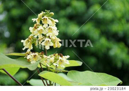 キササゲ 23023184