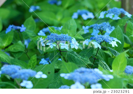 6月花 アジサイ・アジサイ科353 6月花 アジサイ・アジサイ科353 23023291