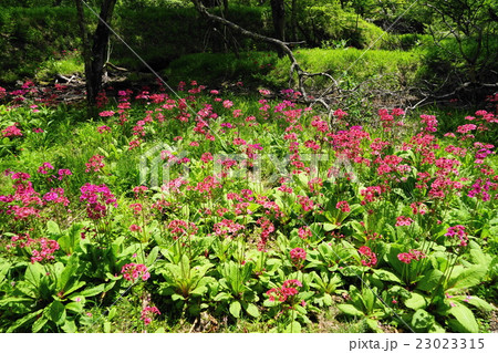 6月 中禅寺湖・千手ヶ浜17クリンソウ群生地 6月 中禅寺湖・千手ヶ浜17クリンソウ群生地 23023315