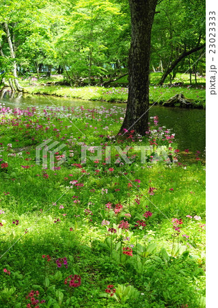 6月　中禅寺湖･千手ヶ浜35クリンソウ群生地 23023333