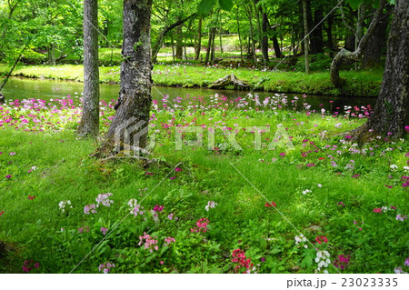 6月 中禅寺湖・千手ヶ浜37クリンソウ群生地 6月 中禅寺湖・千手ヶ浜37クリンソウ群生地 23023335
