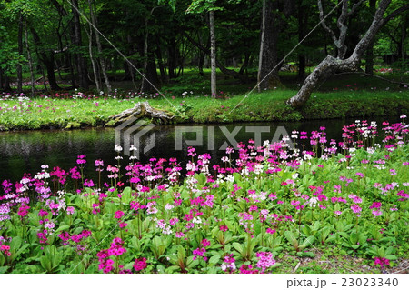 6月　中禅寺湖･千手ヶ浜42クリンソウ群生地 23023340