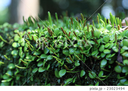 シダ植物「マメヅタ」 23023494