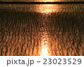 夕日を浴びて 23023529