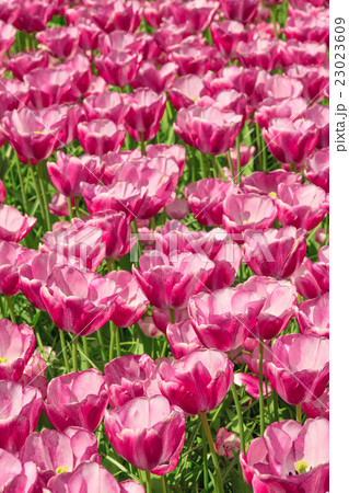 Tulip field in Keukenhof Gardens, Lisse 23023609