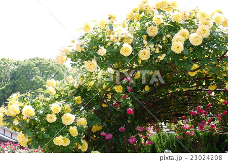 菊間かわら館のバラ 23024208