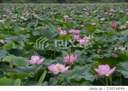 蓮の花 蓮の花 23024694