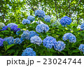 紫陽花1 23024744