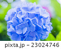 紫陽花2 23024746