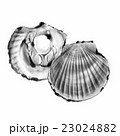 帆立貝１C 23024882