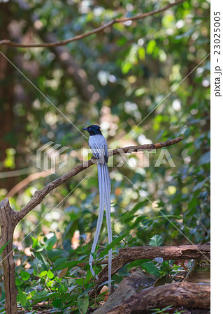 asian paradise flycatcher perching on a branch 23025005