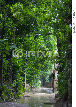 梅雨の備瀬のフクギ並木 23025060