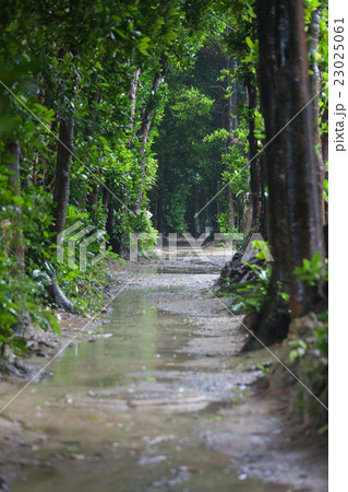 梅雨の備瀬のフクギ並木 梅雨の備瀬のフクギ並木 23025061