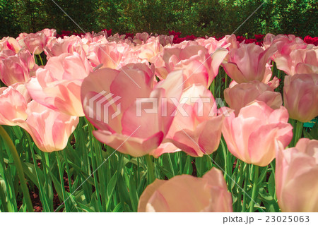 Tulip field in Keukenhof Gardens, Lisse 23025063