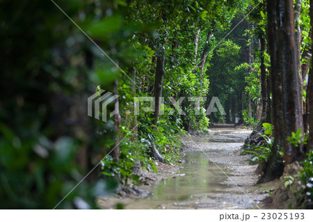 梅雨の備瀬のフクギ並木 23025193