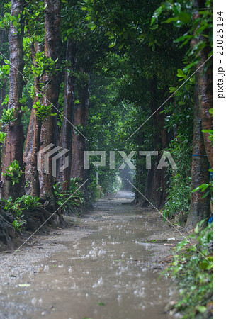 梅雨の備瀬のフクギ並木 梅雨の備瀬のフクギ並木 23025194