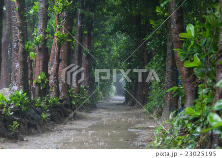 梅雨の備瀬のフクギ並木 梅雨の備瀬のフクギ並木 23025195