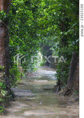 梅雨の備瀬のフクギ並木 梅雨の備瀬のフクギ並木 23025198