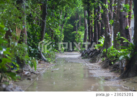 梅雨の備瀬のフクギ並木 23025201
