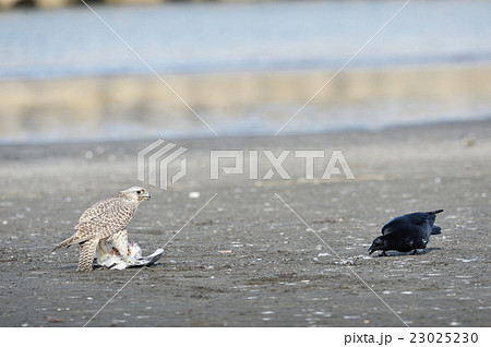 獲物を捕らえたシロハヤブサとカラスの写真素材