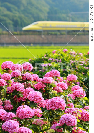 アジサイとドクターイエロー 23025233