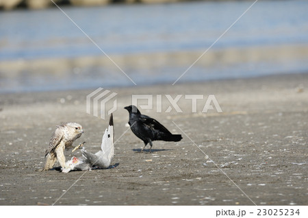 ミツユビカモメを捕えたシロハヤブサ 23025234