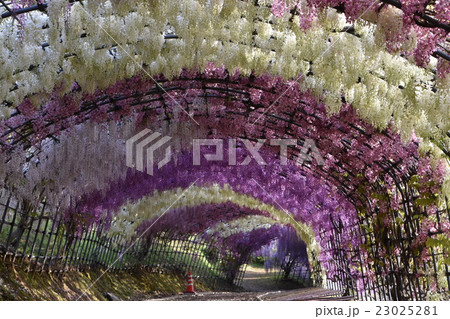 藤園 藤園 23025281
