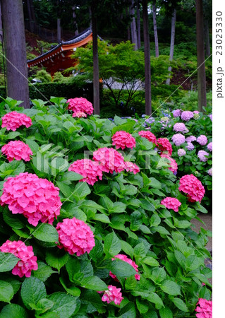 三室戸寺の紫陽花 三室戸寺の紫陽花 23025330