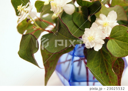 八重ドクダミの花瓶差し 八重ドクダミの花瓶差し 23025532