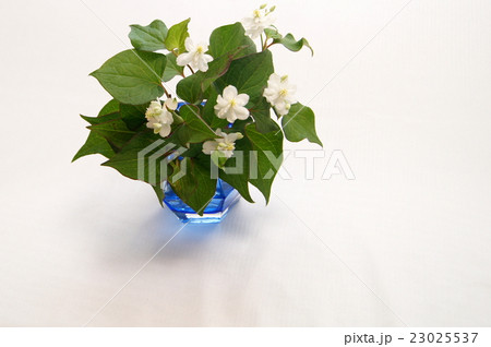 八重ドクダミの花瓶差し 八重ドクダミの花瓶差し 23025537