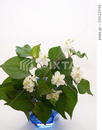八重ドクダミの花瓶差し 八重ドクダミの花瓶差し 23025543