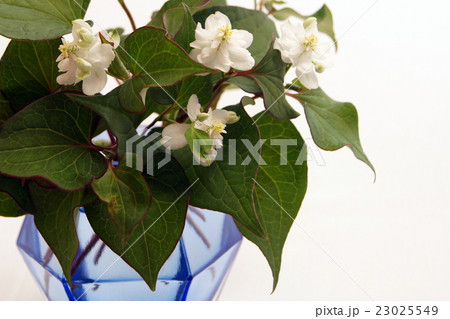 八重ドクダミの花瓶差し 23025549