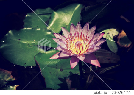 Vintage effect filtered style image of asian lotus Vintage effect filtered style image of asian lotus 23026474