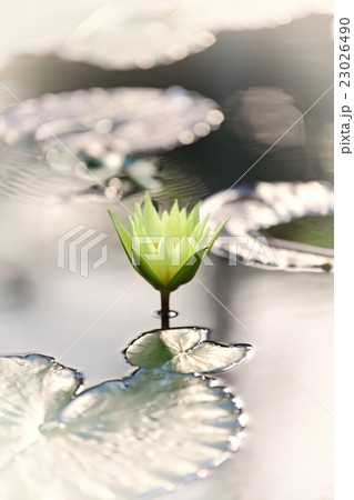 Vintage retro effect style image of asian lotus Vintage retro effect style image of asian lotus 23026490