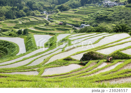 内成の棚田 内成の棚田 23026557