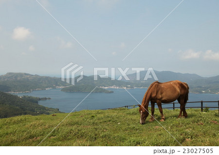 隠岐島（島前・西ノ島）放牧　Oki islands 23027505