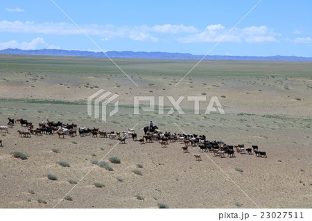 モンゴル　放牧　Mongolian grazing 23027511