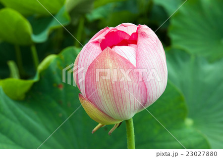 蓮の花 23027880