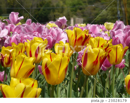 浮き出るチューリップ 23028179