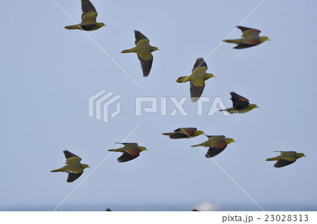 道北日本海のアオバト 23028313